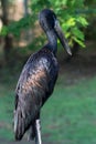 The African openbill Anastomus lamelligerus is a species of stork in the family Ciconiidae standing in the grass showing its Royalty Free Stock Photo