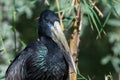 The African openbill Anastomus lamelligerus is a species of stork in the family Ciconiidae standing in the grass showing its Royalty Free Stock Photo