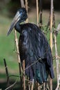 The African openbill Anastomus lamelligerus is a species of stork in the family Ciconiidae standing in the grass showing its Royalty Free Stock Photo