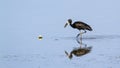 African openbill in the river in Kruger National park