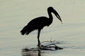 African openbill stork