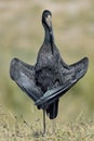 African Openbill Stork Royalty Free Stock Photo