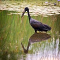African openbill stork Royalty Free Stock Photo