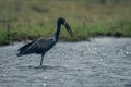 African openbill in sunlit river in profile