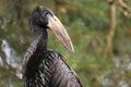 African openbill