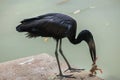 African openbill (Anastomus lamelligerus).