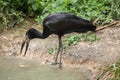 African openbill (Anastomus lamelligerus). Royalty Free Stock Photo