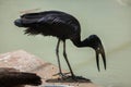 African openbill (Anastomus lamelligerus). Royalty Free Stock Photo