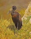 African OpenBilled Stork Royalty Free Stock Photo