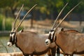 African Oryx Royalty Free Stock Photo