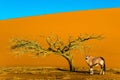 African Oryx gaselle standing at the road Royalty Free Stock Photo