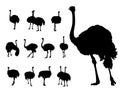 African ostrich