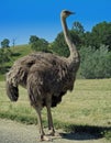 African Ostrich Royalty Free Stock Photo