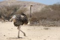 African ostrich