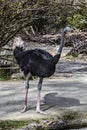 African ostrich 21 Royalty Free Stock Photo