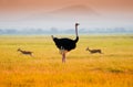 African Ostrich Royalty Free Stock Photo