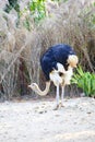 An African ostrich stands on the sand staring ahead. Royalty Free Stock Photo