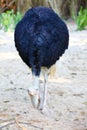 An African ostrich stands on the sand staring ahead. Royalty Free Stock Photo