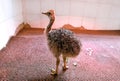 An african ostrich chick at farm. Pretty cute ostrich chicken of 5 days old looks for food of warm comfortable room at zoo. Royalty Free Stock Photo