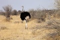 African ostrich with chicks, Etosha National Park, Namibia Royalty Free Stock Photo