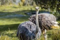 African Ostrich Couple