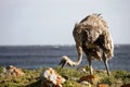 African ostrich eats grass and grazes on the seashore