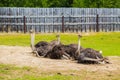 African ostrich at the farm