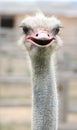 African ostrich funny face