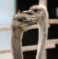 African ostrich funny face