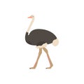 African ostrich. isolated illustration