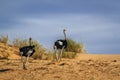 African Ostrich in Kgalagadi transfrontier park, South Africa;
