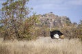 African Ostrich in Kruger National park, South Africa Royalty Free Stock Photo