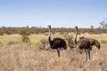 African Ostrich in Kruger National park, South Africa Royalty Free Stock Photo