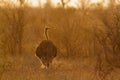 African Ostrich in Kruger National park, South Africa Royalty Free Stock Photo