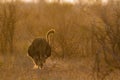 African Ostrich in Kruger National park, South Africa Royalty Free Stock Photo