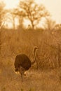 African Ostrich in Kruger National park, South Africa Royalty Free Stock Photo