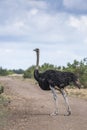 African Ostrich in Kruger National park, South Africa Royalty Free Stock Photo