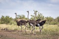 African Ostrich in Kruger National park, South Africa Royalty Free Stock Photo
