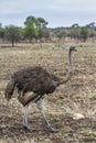 African Ostrich in Kruger National park, South Africa Royalty Free Stock Photo