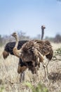 African Ostrich in Kruger National park, South Africa Royalty Free Stock Photo