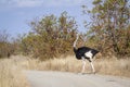 African Ostrich in Kruger National park, South Africa Royalty Free Stock Photo