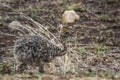 African Ostrich in Kruger National park, South Africa Royalty Free Stock Photo