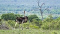 African Ostrich in Kruger National park, South Africa Royalty Free Stock Photo