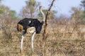 African Ostrich in Kruger National park