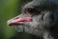 The African ostrich lat. Struthio camelus is a keelless flightless bird of the ostrich family Struthionidae. Royalty Free Stock Photo