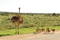 African ostrich with little chickens. safari road