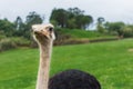 African ostrich looking at camera in the pasture Royalty Free Stock Photo