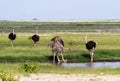 African ostrich near water. Amboseli, Kenya Royalty Free Stock Photo