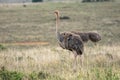 African ostrich portrait. Royalty Free Stock Photo