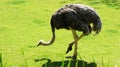 The African ostrich